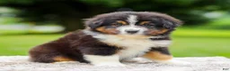 Miniature Australian Shepherd dogs for sale: Calvin - Ad 1