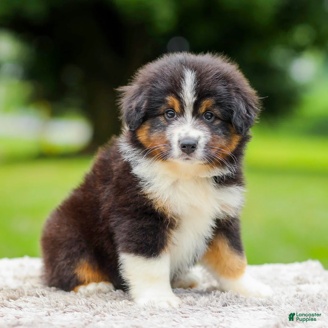 Miniature Australian Shepherd dogs for sale: Calvin - Ad 1