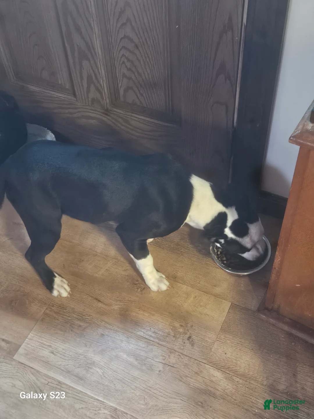 Mixed Breed dogs for sale: Star - Ad 7