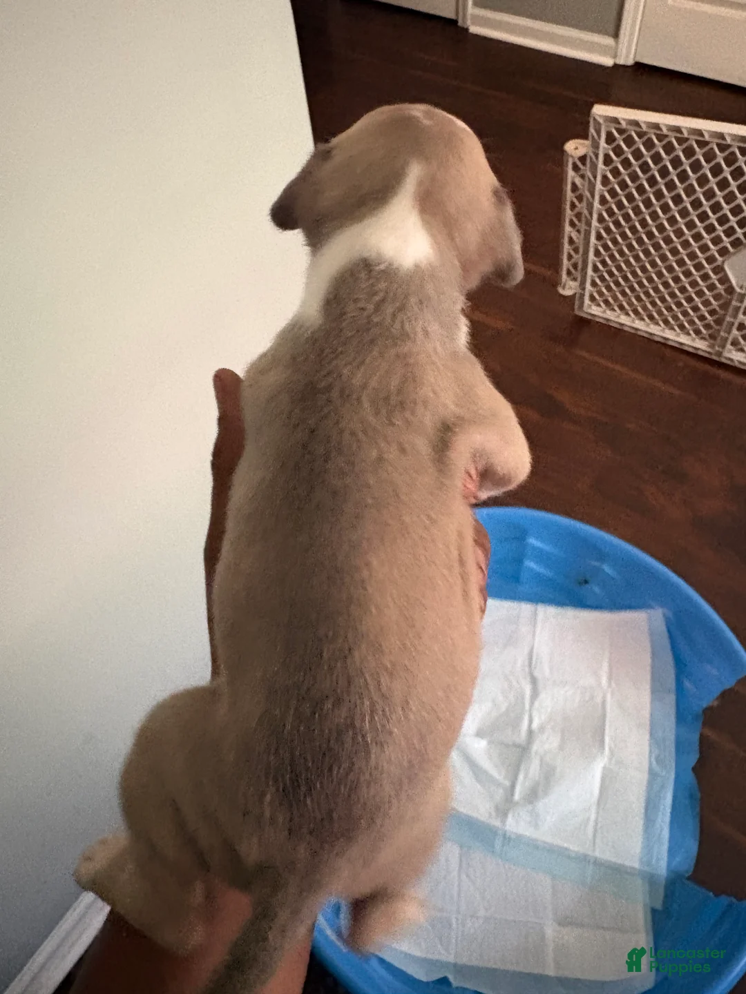 Mixed Breed dogs for sale: Mixed Breed 5 - Ad 2