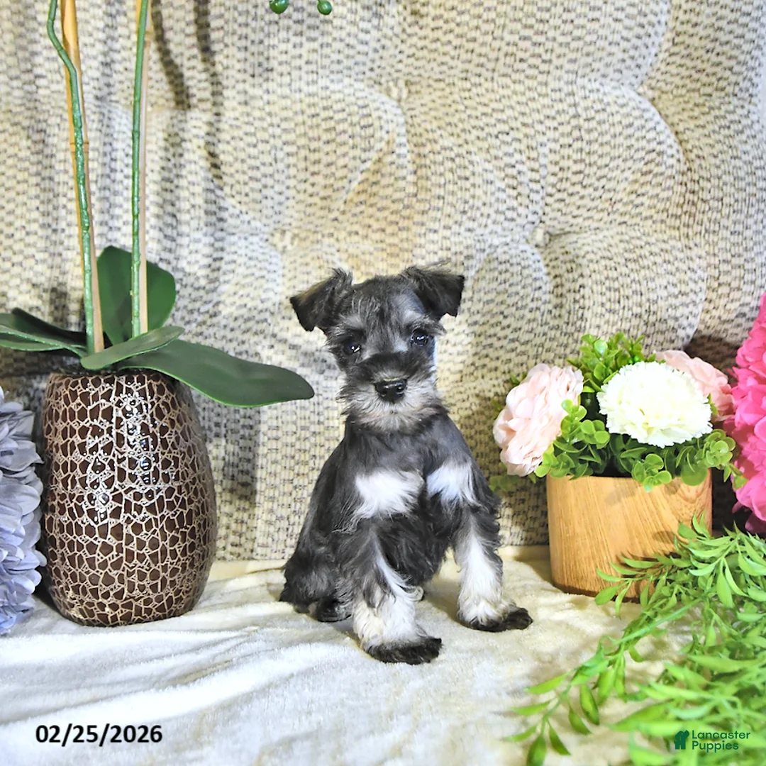 Miniature Schnauzer dogs for sale: Karter - Ad 3