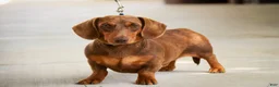Miniature Dachshund dogs for sale: Bambi - Ad 8