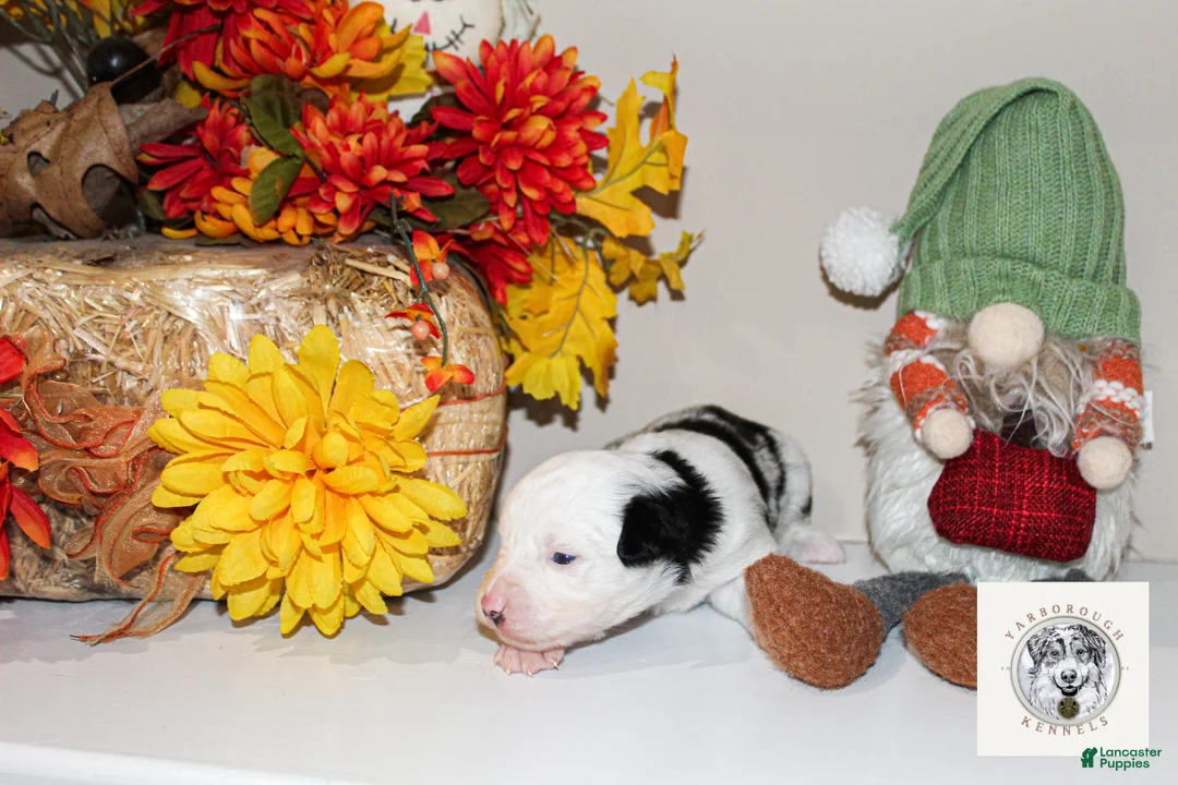 Miniature Australian Shepherd dogs for sale: Jack - Ad 1