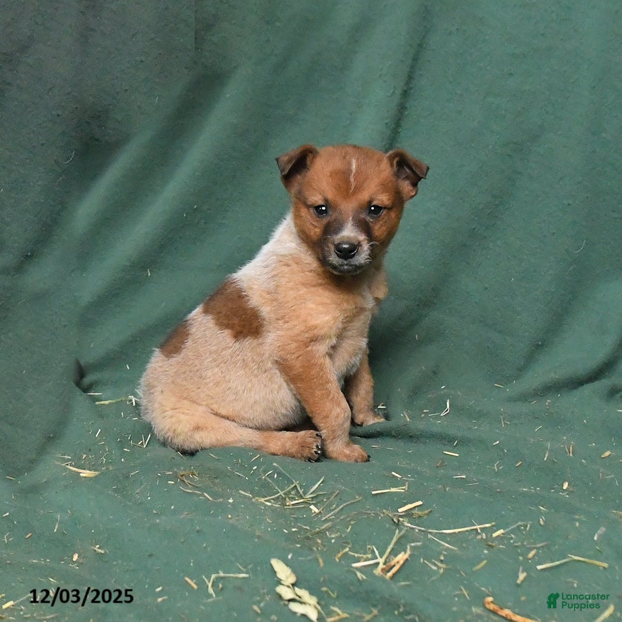 Australian Cattle Dog dogs Ozzie - Ad 5