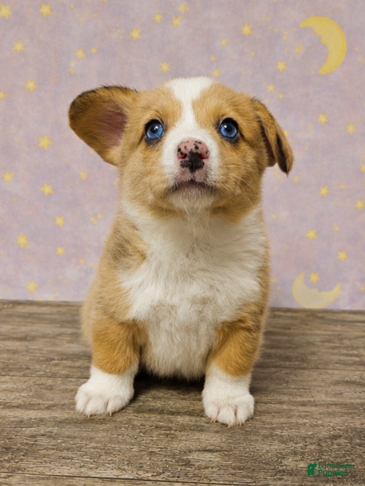 American Corgi dogs for sale: American Corgi Puppy 1 - Ad 1