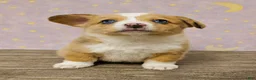 American Corgi dogs for sale: American Corgi Puppy 1 - Ad 1