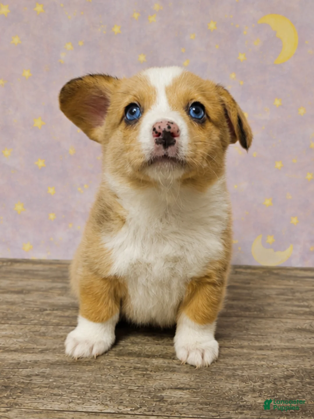 American Corgi dogs for sale: American Corgi Puppy 1 - Ad 1