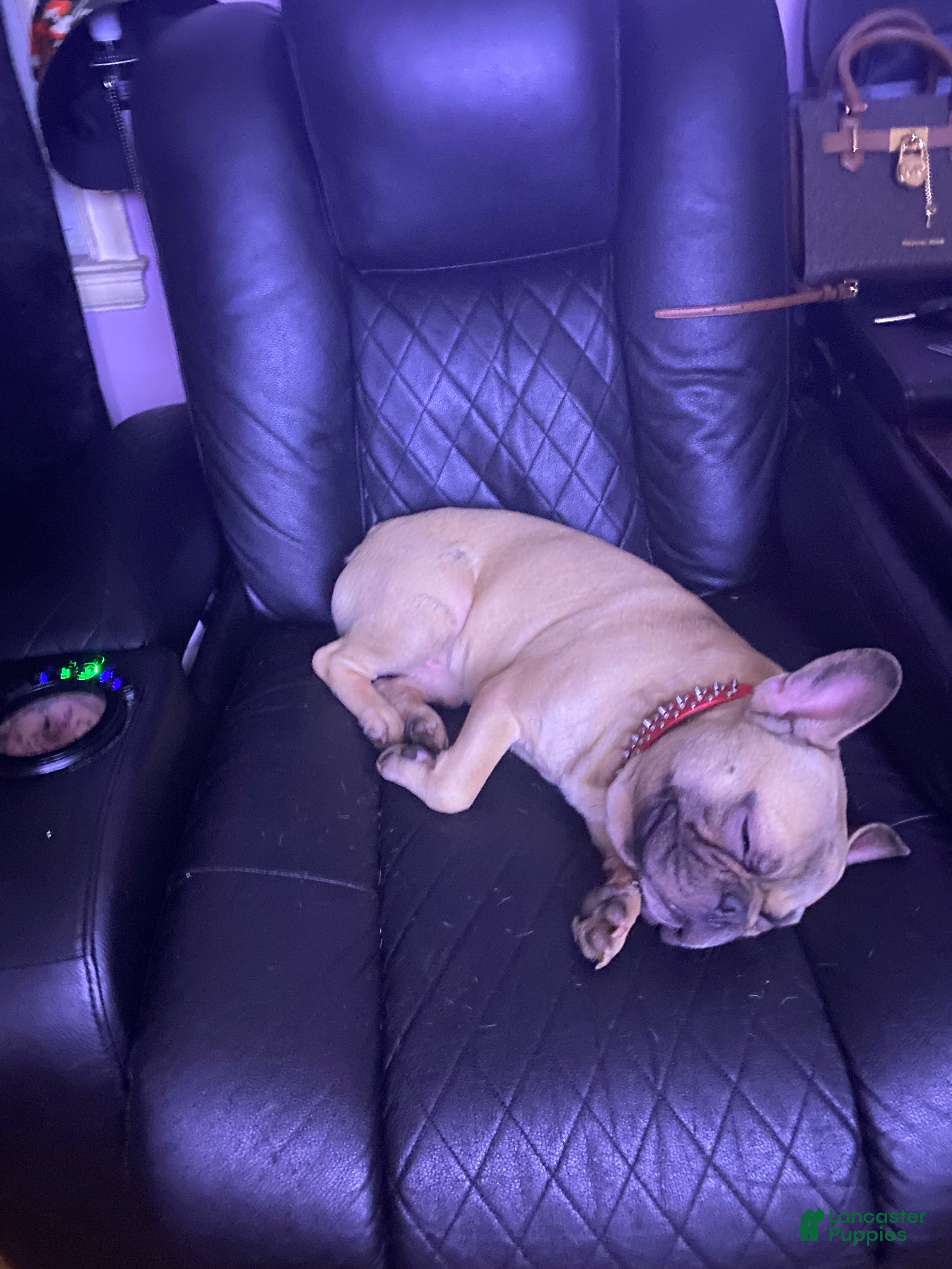 French Bulldog dogs for sale: French Bulldog 1 - Ad 5