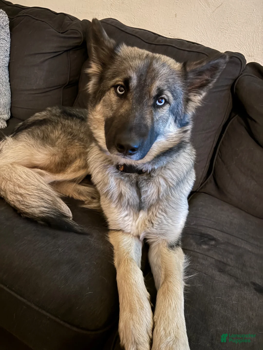 Mixed Breed dogs for sale: Mixed Breed Puppy 4 - Ad 2