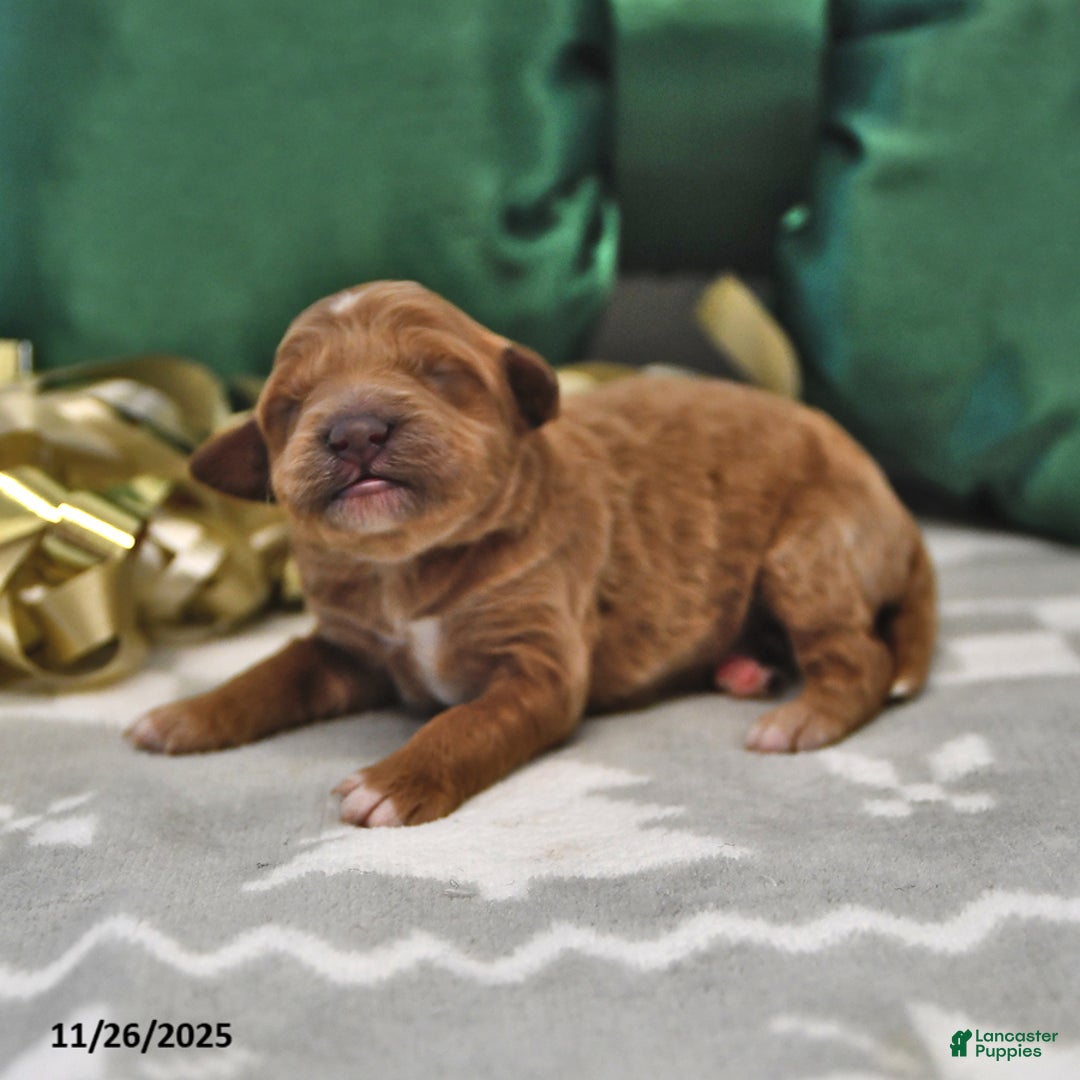 Mini Goldendoodle dogs for sale: Felicity - Ad 3