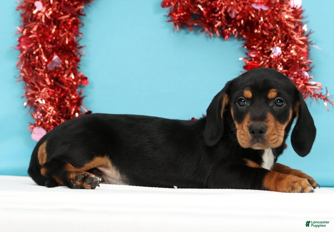 Miniature Dachshund dogs for sale: Kylie - Ad 4