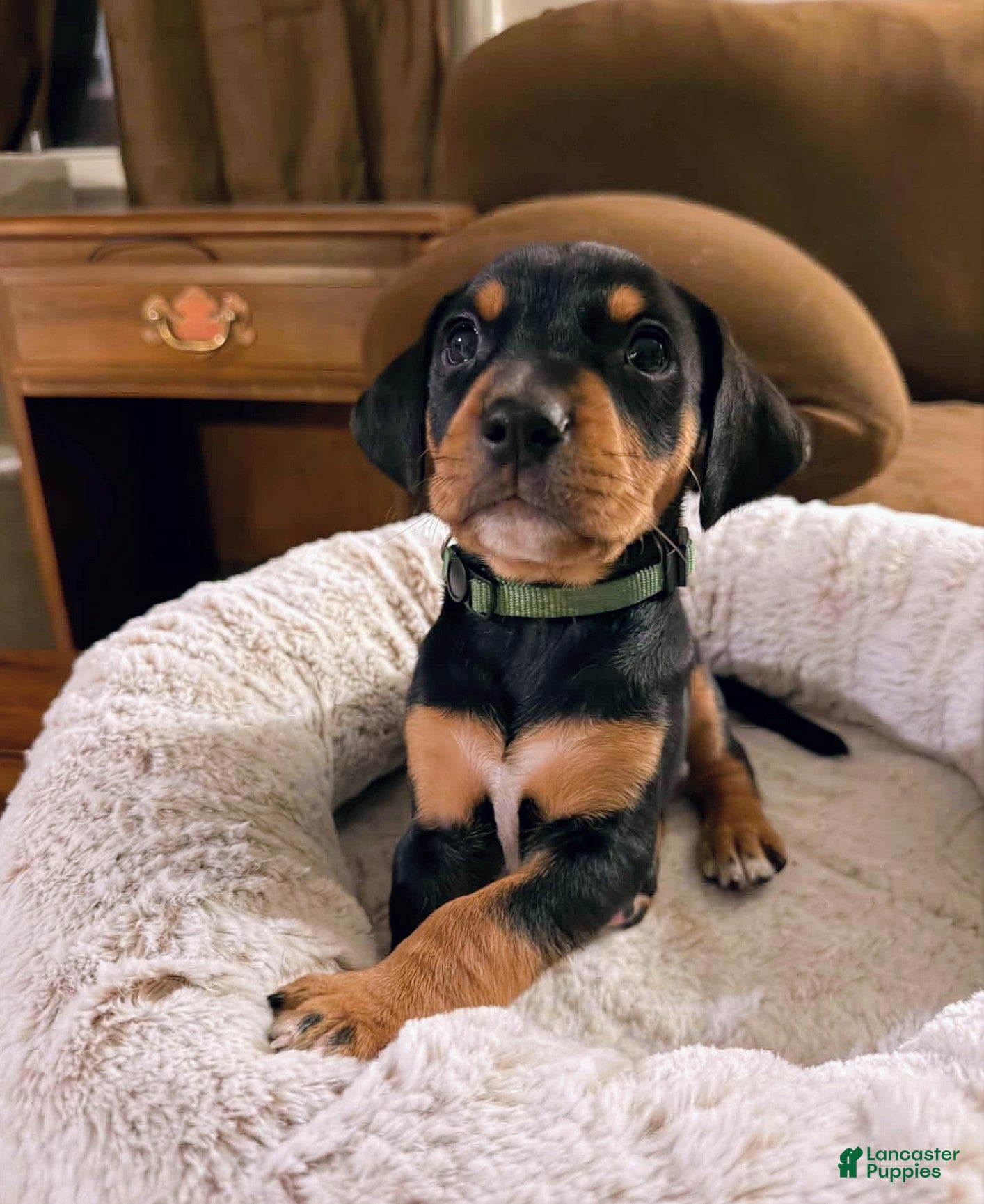 Mixed Breed dogs Mr. Green - Ad 1