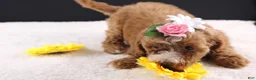 Mini Goldendoodle dogs for sale: Mini Goldendoodle 5 - Ad 9