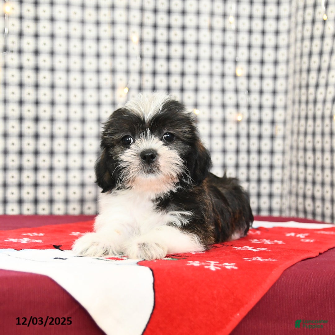 Mixed Breed dogs for sale: Kola - Ad 3