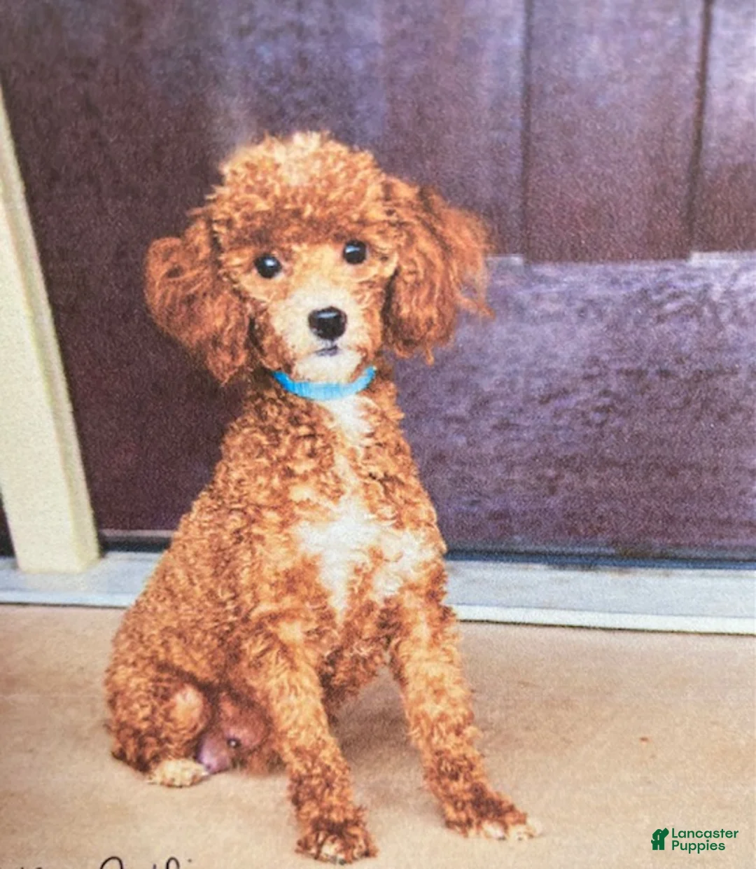 Toy Poodle dogs for sale: Jazzy - Ad 5
