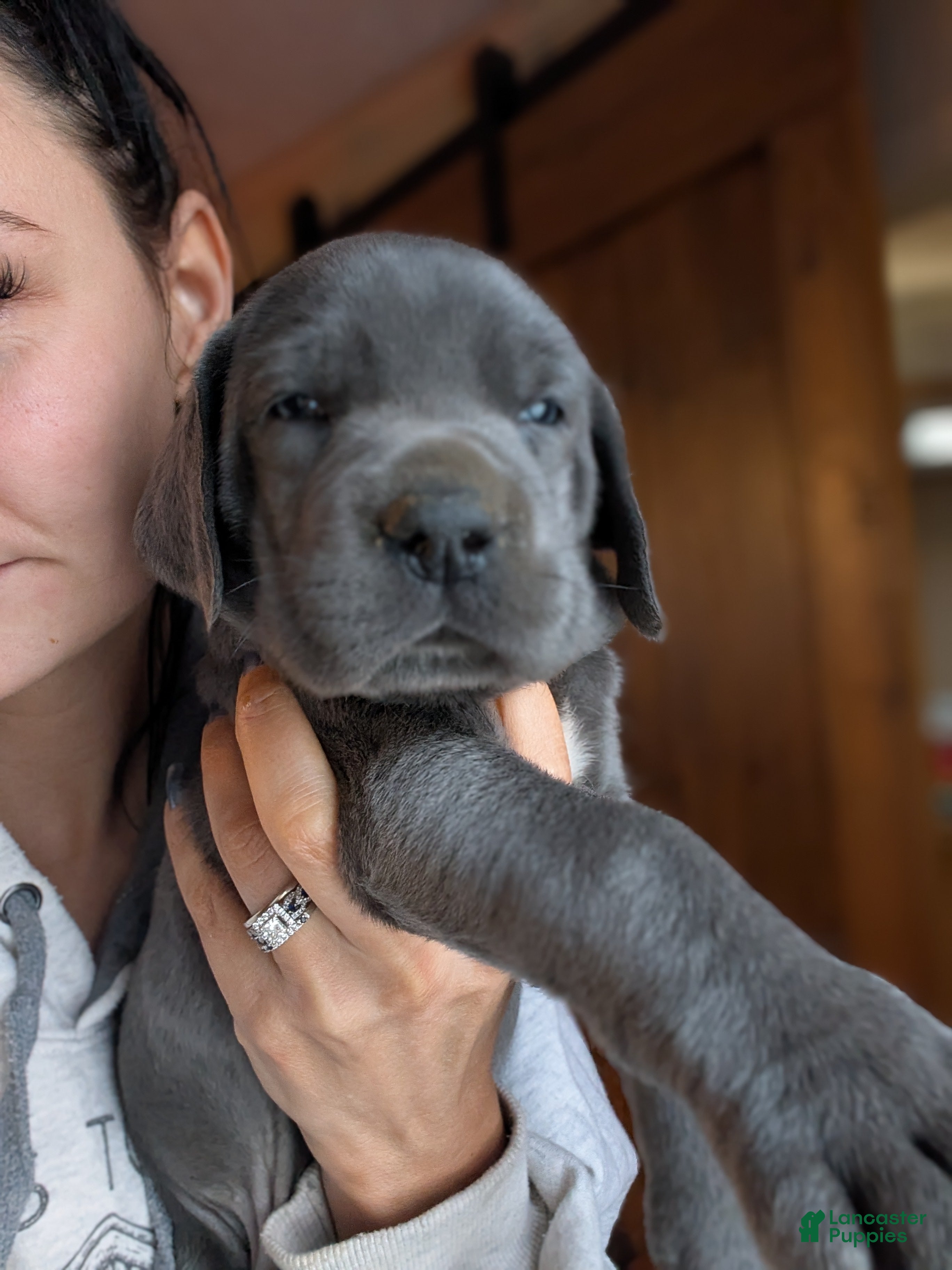 Great Dane dogs Timmy! - Ad 2