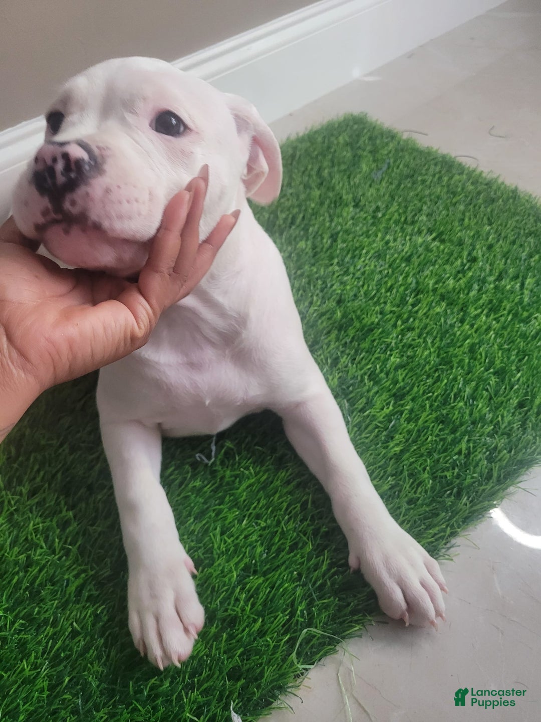 Mixed Breed dogs for sale: Pearl - Ad 3