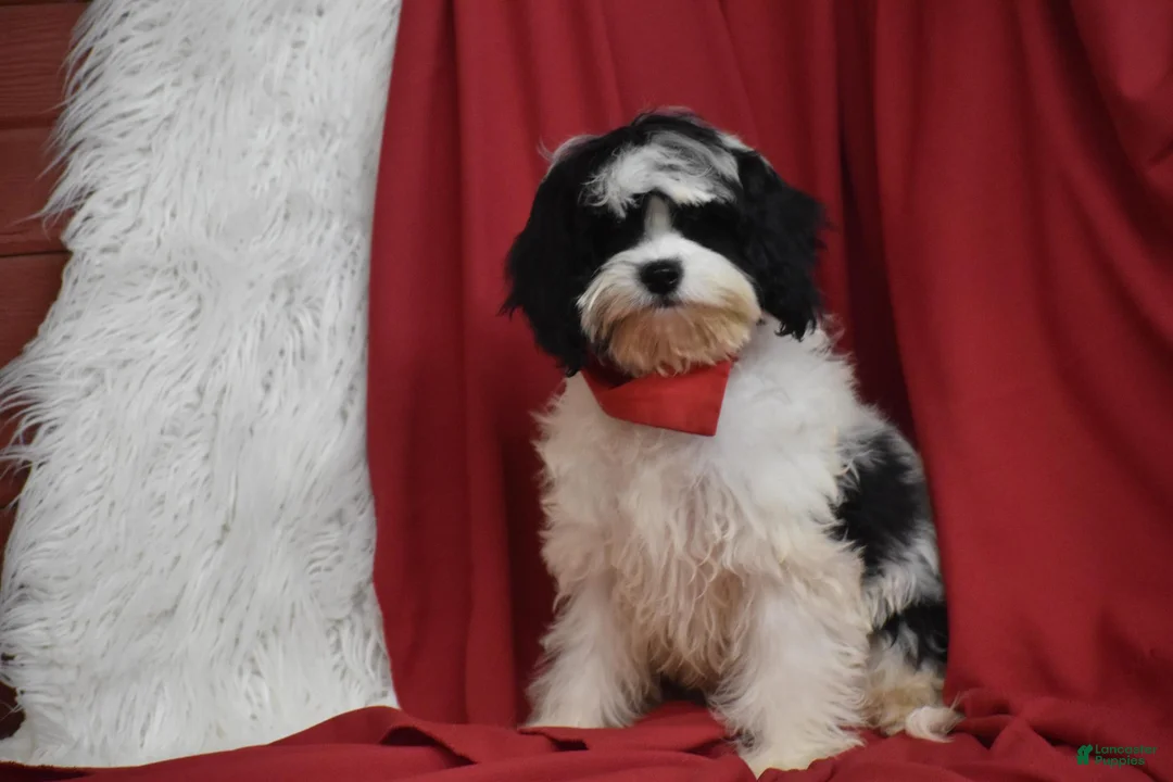 Cavachon dogs for sale: Riley - Ad 1