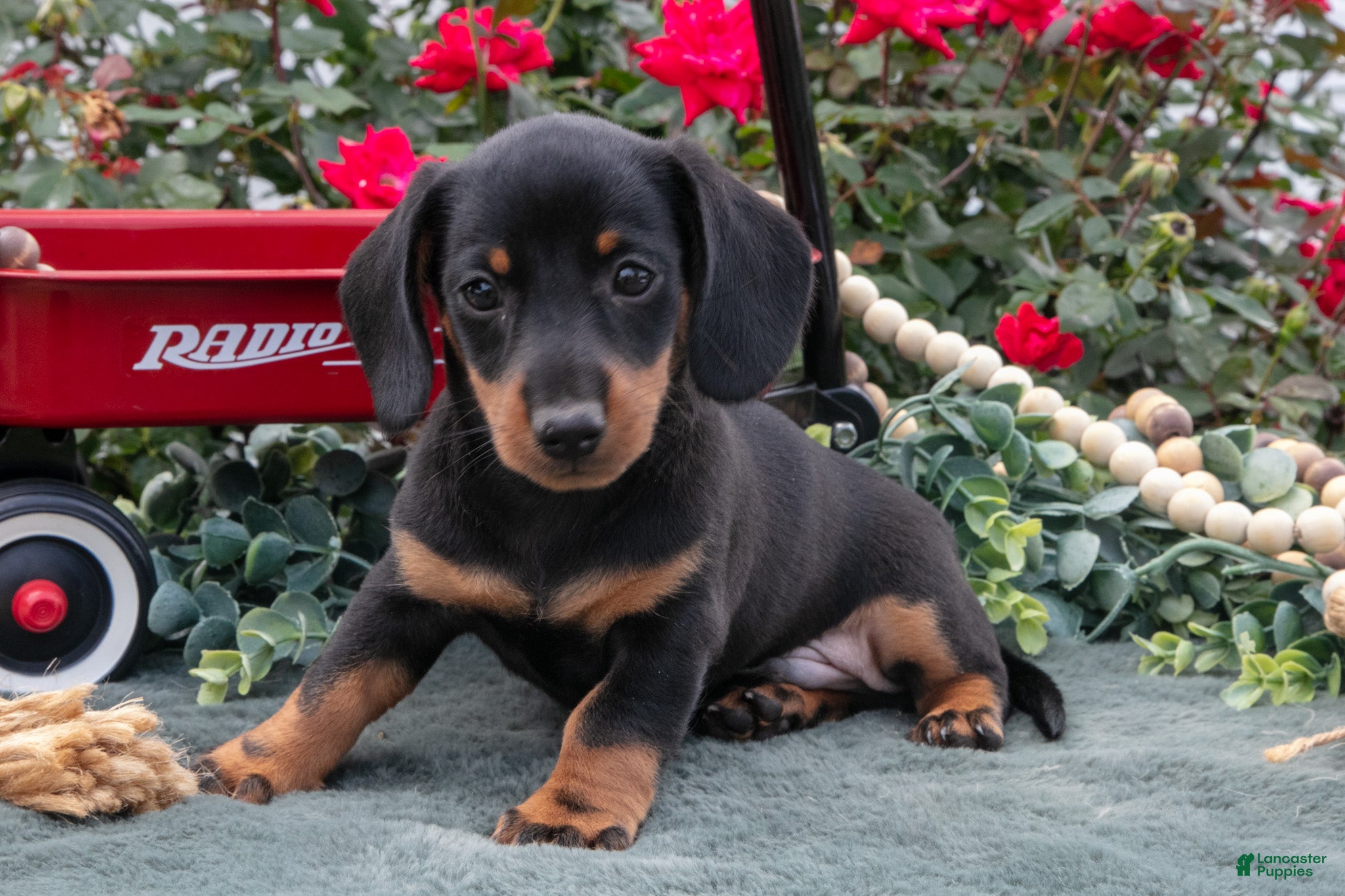 Miniature Dachshund dogs Logan - Ad 2