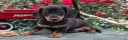 Miniature Dachshund dogs for sale: Logan - Ad 2