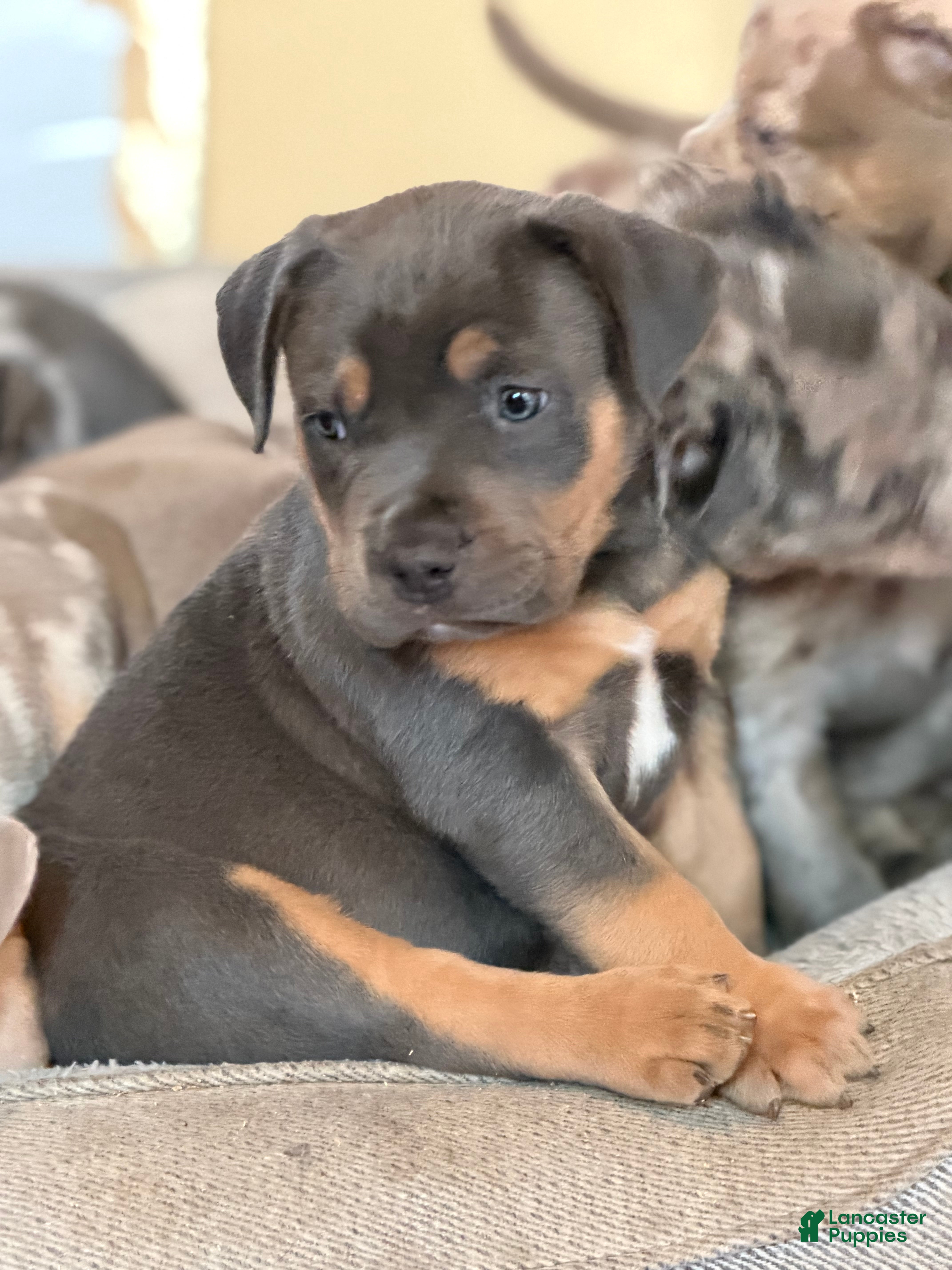 Mack, American Bully