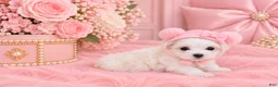 Maltese dogs for sale: Maltese 1 - Ad 1