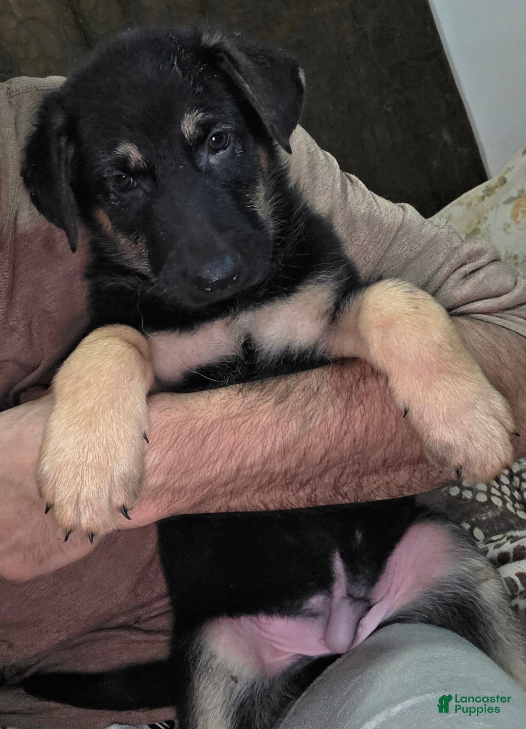 German Shepherd dogs for sale: Black (6) - Ad 7