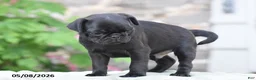 Pug dogs for sale: Trooper - Ad 9