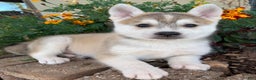 Alaskan Klee Kai dogs for sale: Happy Timber~! - Ad 4