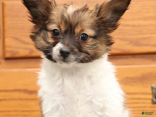 Papillon dogs Chloe - Ad 6