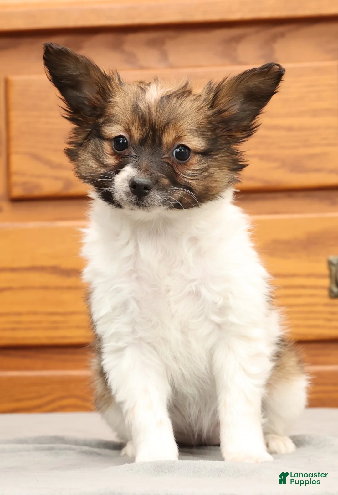 Papillon dogs for sale: Chloe - Ad 1