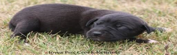 Great Dane dogs for sale: Shadow - Ad 6