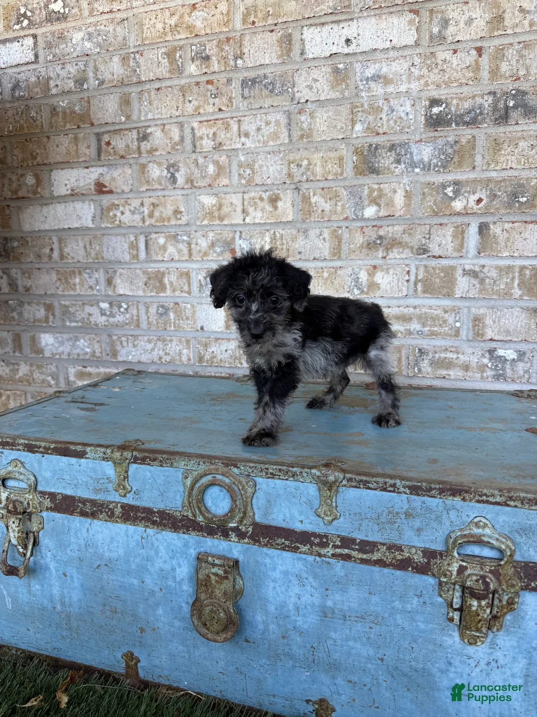 Miniature Labradoodle dogs for sale: Bluebell - Ad 6