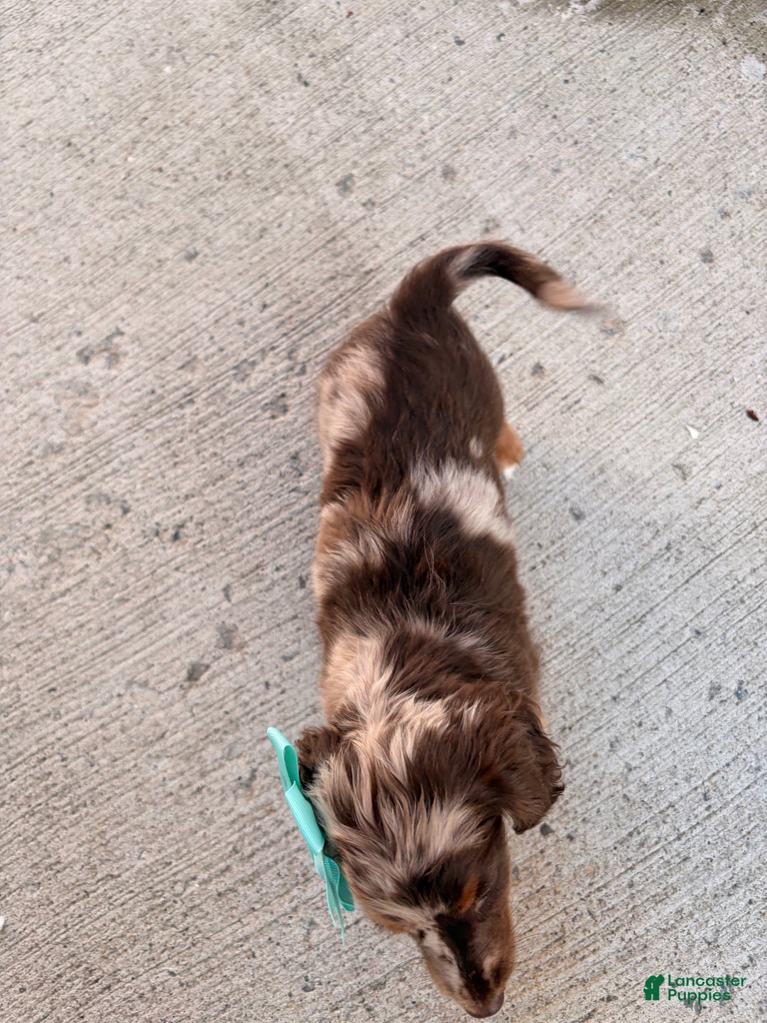 Miniature Dachshund dogs for sale: Molly - Ad 7