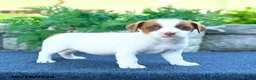 Jack Russell Terrier dogs for sale: Julia - Ad 2