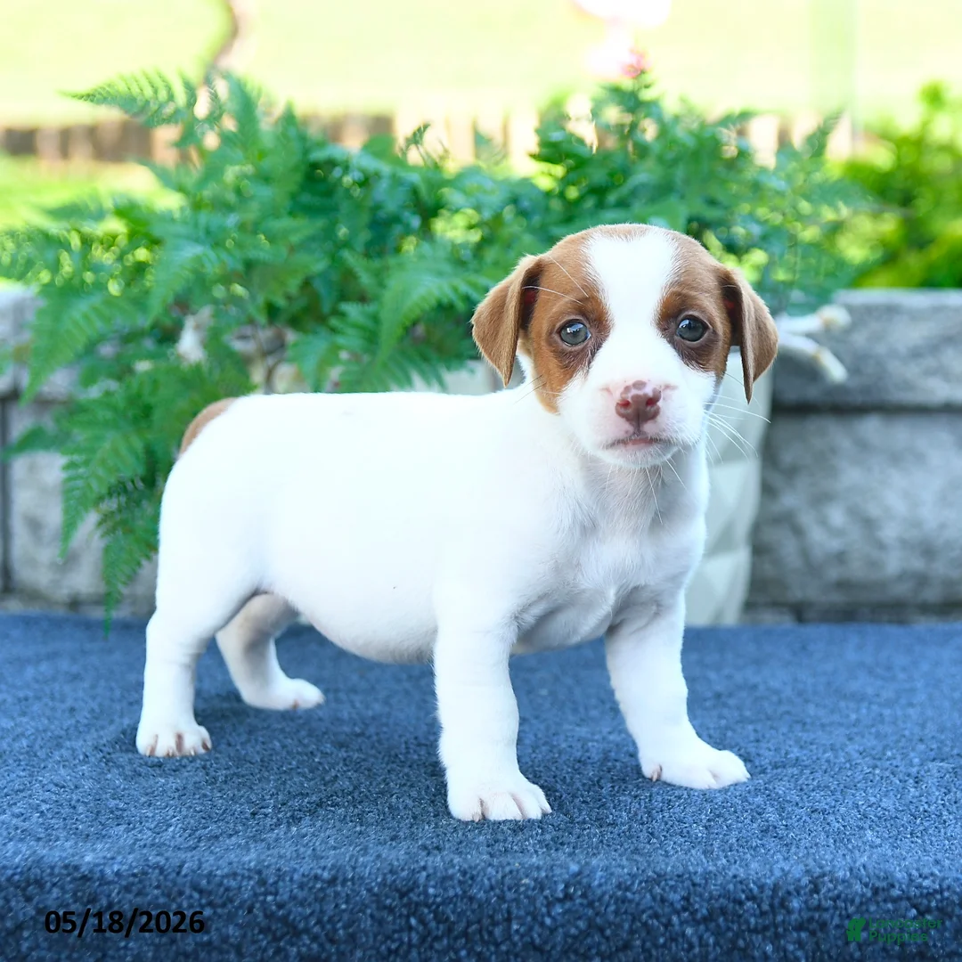 Jack Russell Terrier dogs for sale: Julia - Ad 2