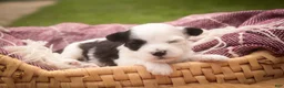 Havanese dogs for sale: Penny Havanese  - Ad 4