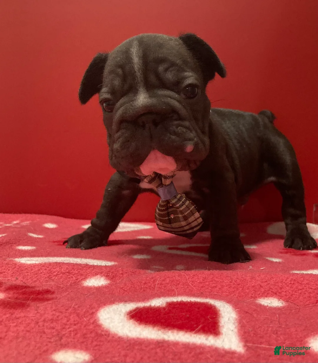 French Bulldog dogs for sale: Junior  - Ad 9