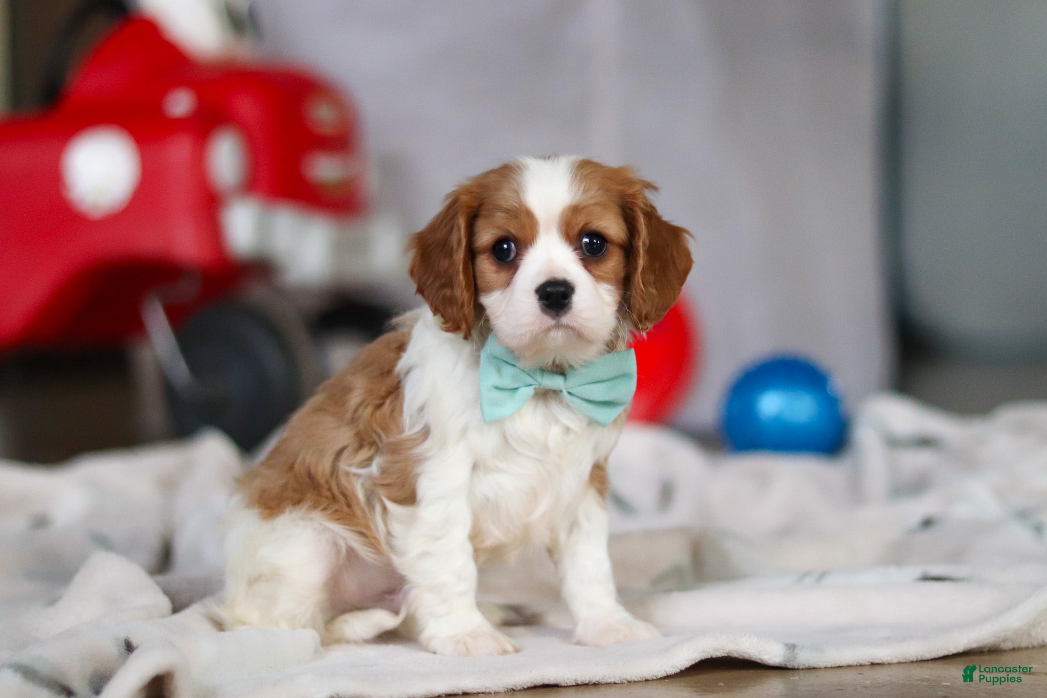 Cavalier King Charles Spaniel dogs Finn - Ad 2