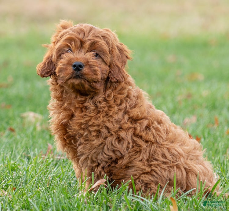 Cavapoo dogs Rudy - Ad 25