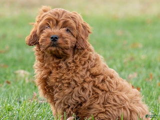 Cavapoo dogs Rudy - Ad 26