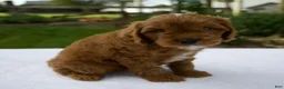 Cavapoo dogs for sale: Rusty - Ad 5