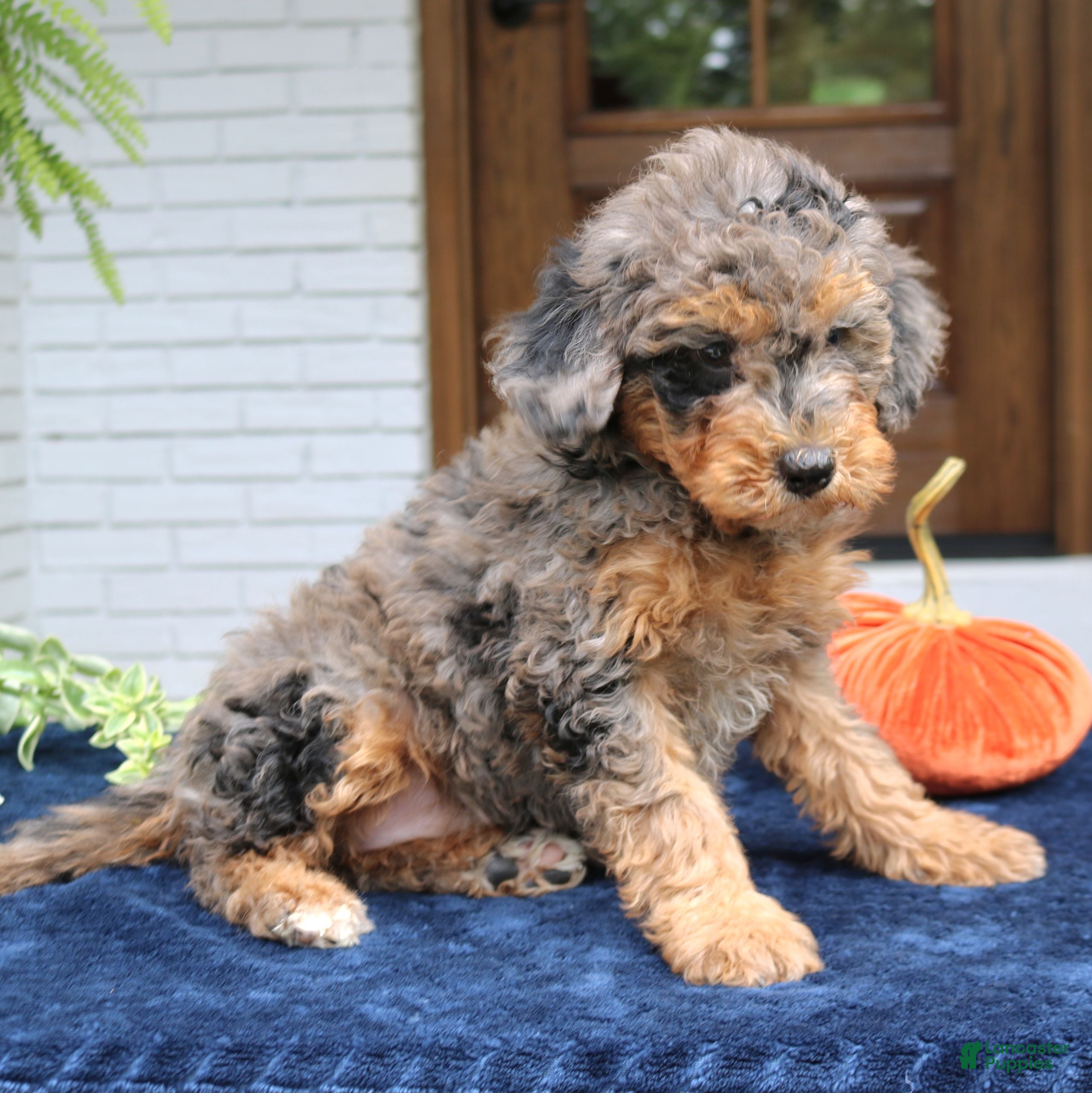 Mini Bernedoodle dogs Mary  - Ad 2