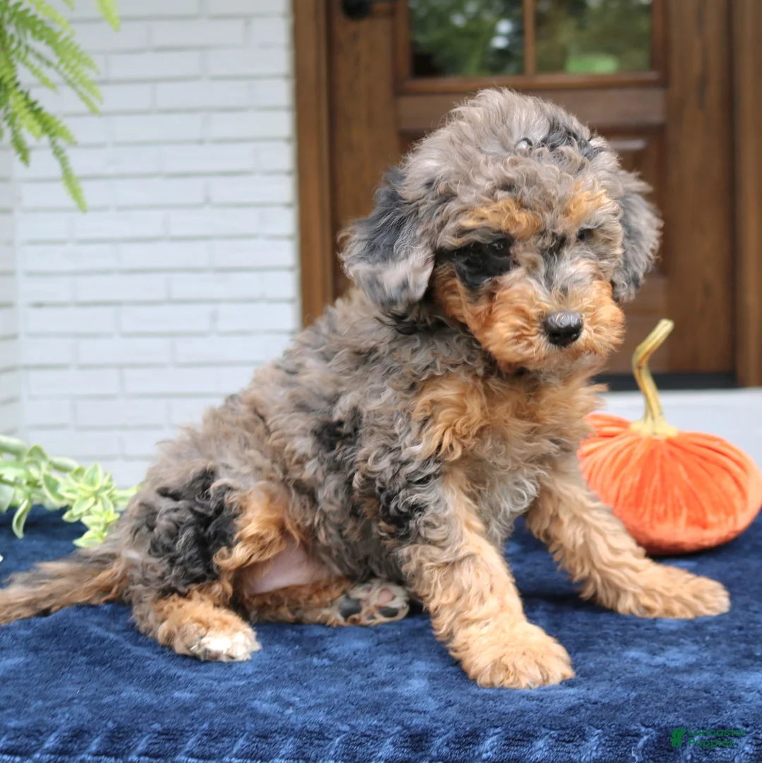 Mini Bernedoodle dogs for sale: Mary  - Ad 2