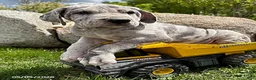 Great Dane dogs for sale: Tate - Ad 1