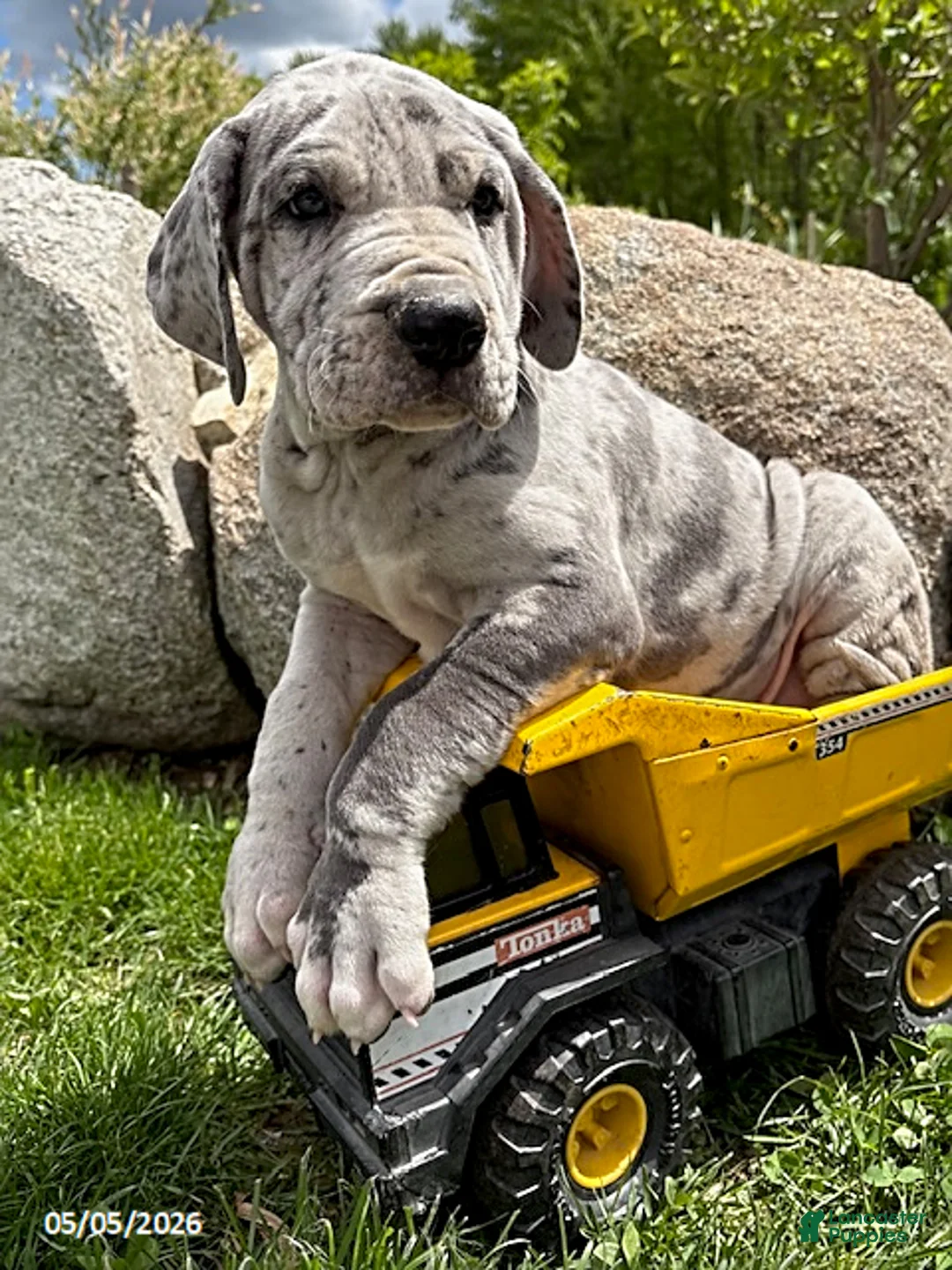 Great Dane dogs for sale: Tate - Ad 1