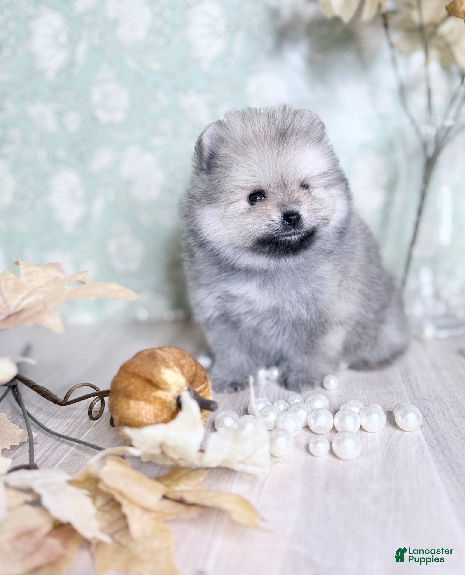Pomeranian dogs Pomeranian 3 - Ad 16