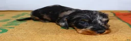 Miniature Dachshund dogs for sale: Two Face - Ad 17