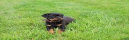 Rottweiler dogs for sale: Bailey  - Ad 5