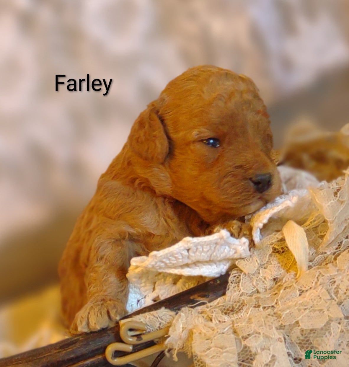 Shihpoo dogs Farley - Ad 10